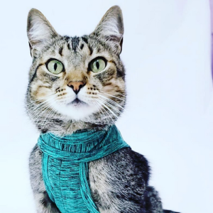 PetMed Faja Pos-Quirurgica para Gatos #1